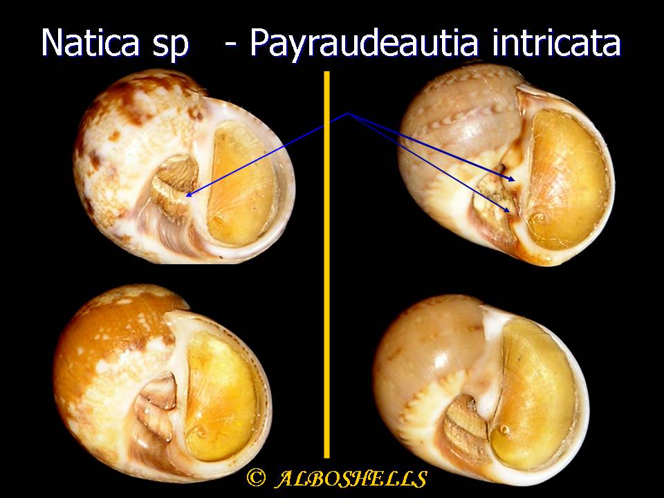 Payraudeautia sp.